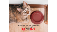 CNY-SPCA 