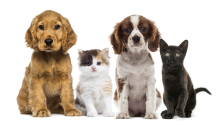 CNY SPCA Dogs and Cats Together